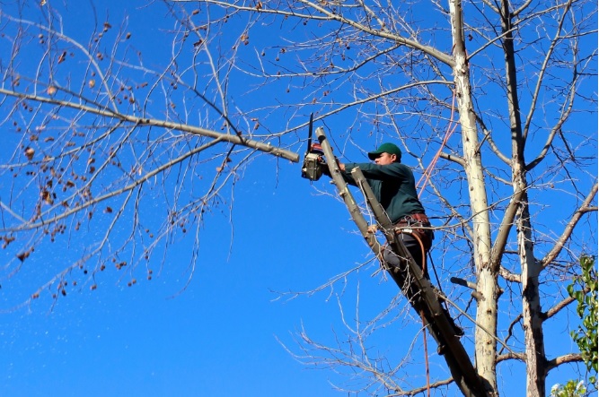 Prune Trees