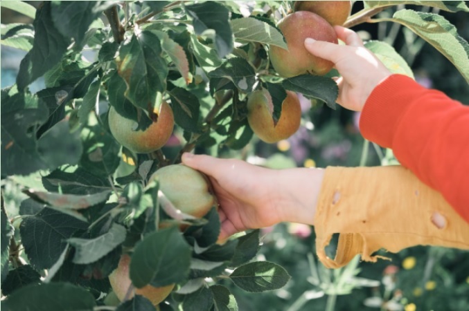 Fruit Picking