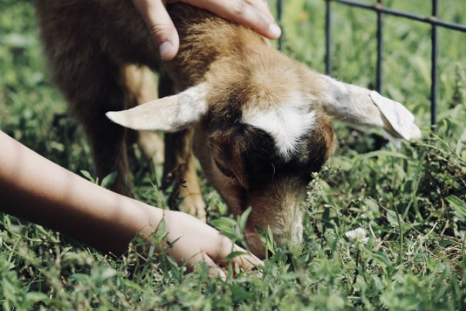 Petting Zoo