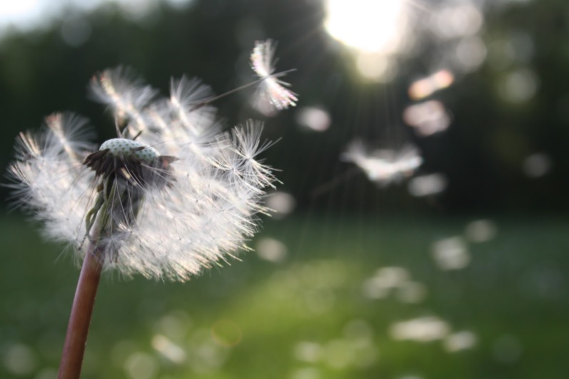 Annoyance of Seasonal Allergies