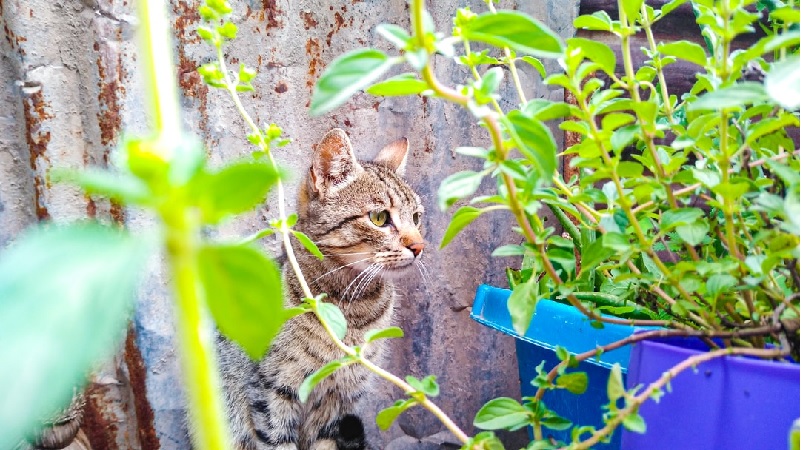 Cat Indoors