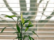 Right Blinds for Your Windows